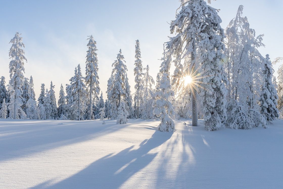 Vinterskog i Norge